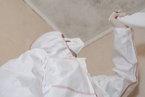 Best Mold Removal Company Near Me  in Bowling Green, KY