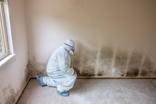 Certified Mold Removal in Bowling Green, KY