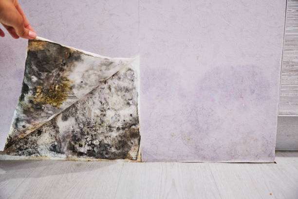 Best Toxic Mold Removal  in Bowling Green, KY